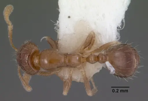 Monomorium taedium specimen CASENT0010946 image casent0010946_1