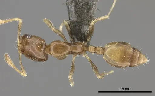 Monomorium taedium specimen CASENT0235929 image casent0235929_1