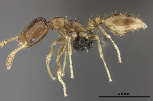 Monomorium taedium specimen CASENT0235929 image casent0235929_3