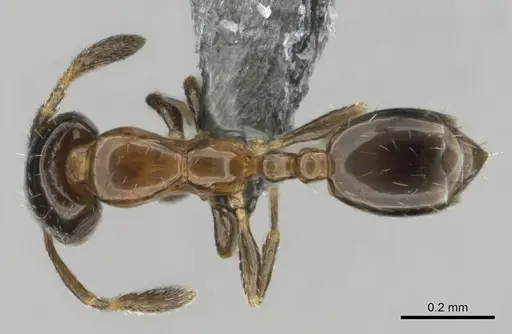 Monomorium taedium specimen CASENT0258849 image casent0258849_1