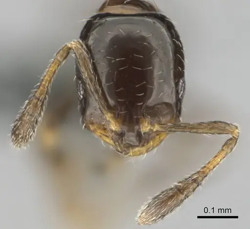 Monomorium taedium specimen CASENT0258849 image casent0258849_3