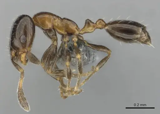 Monomorium taedium specimen CASENT0258849 image casent0258849_4