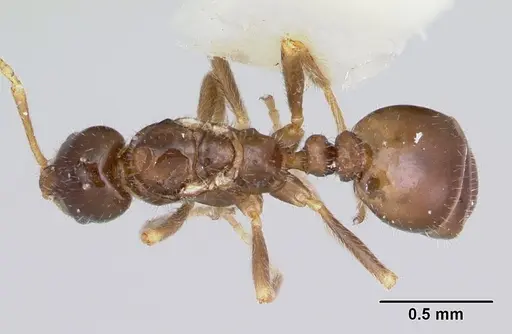 Monomorium talbotae specimen CASENT0103531 image casent0103531_1