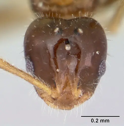 Monomorium talbotae specimen CASENT0103531 image casent0103531_2