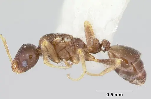 Monomorium talbotae specimen CASENT0103531 image casent0103531_3