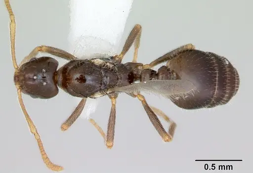 Monomorium talbotae specimen CASENT0173041 image casent0173041_1