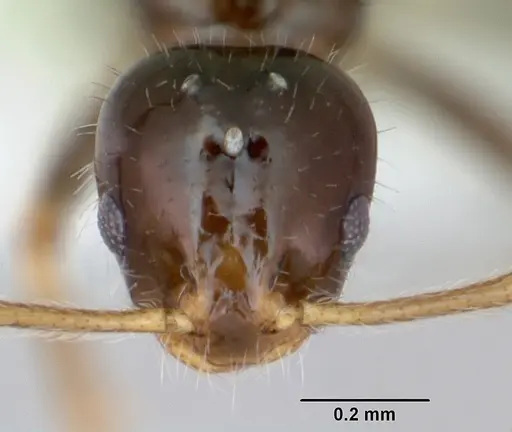 Monomorium talbotae specimen CASENT0173041 image casent0173041_2
