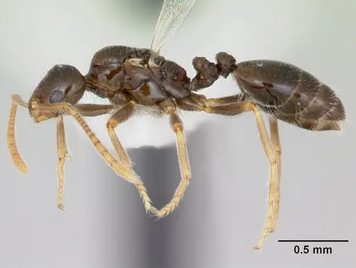 Monomorium talbotae specimen CASENT0173041 image casent0173041_3