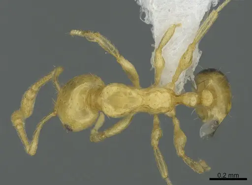 Monomorium tanysum specimen CASENT0408759 image casent0408759_1