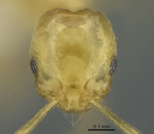 Monomorium tanysum specimen CASENT0408759 image casent0408759_2