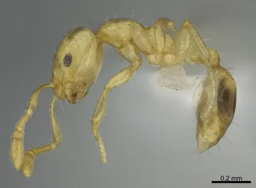 Monomorium tanysum specimen CASENT0408759 image casent0408759_3