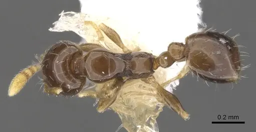 Monomorium tanysum specimen CASENT0902239 image casent0902239_1