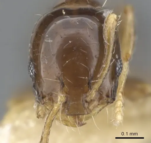 Monomorium tanysum specimen CASENT0902239 image casent0902239_2