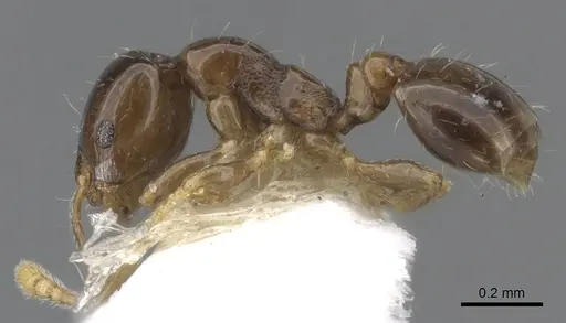 Monomorium tanysum specimen CASENT0902239 image casent0902239_3