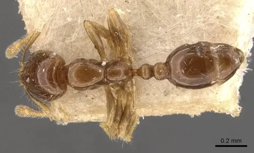 Monomorium taprobanae specimen CASENT0908703 image casent0908703_1