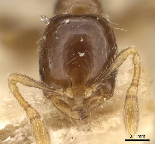 Monomorium taprobanae specimen CASENT0908703 image casent0908703_2