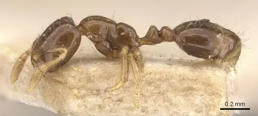 Monomorium taprobanae specimen CASENT0908703 image casent0908703_3