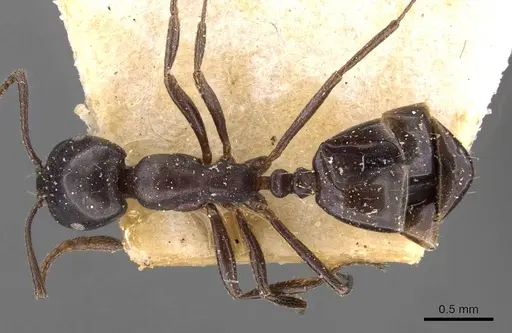 Monomorium tchelichofi specimen CASENT0908747 image casent0908747_1