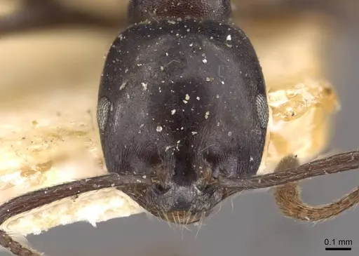 Monomorium tchelichofi specimen CASENT0908747 image casent0908747_2