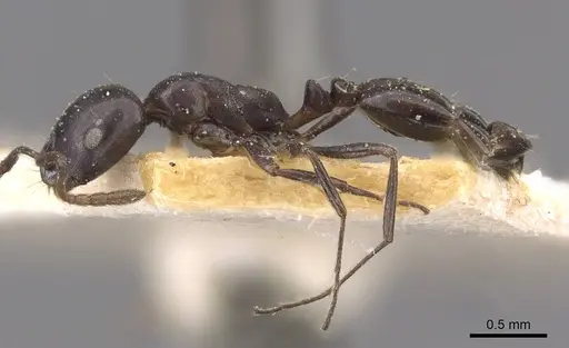 Monomorium tchelichofi specimen CASENT0908747 image casent0908747_3