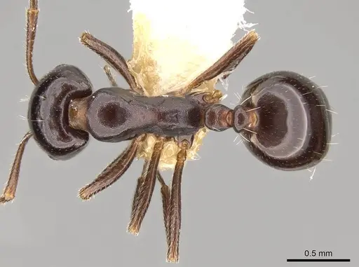 Monomorium tchelichofi specimen CASENT0914163 image casent0914163_1