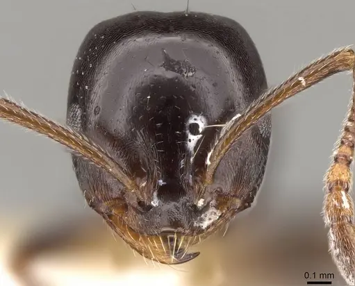 Monomorium tchelichofi specimen CASENT0914163 image casent0914163_2