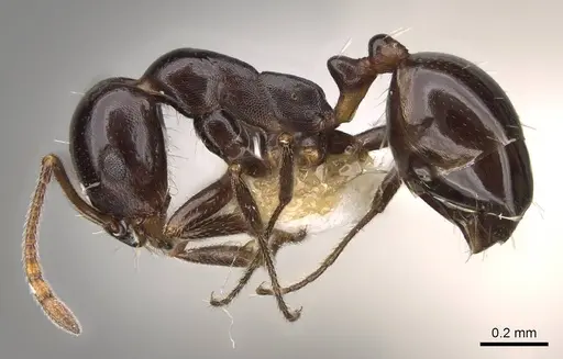 Monomorium tchelichofi specimen CASENT0914163 image casent0914163_3