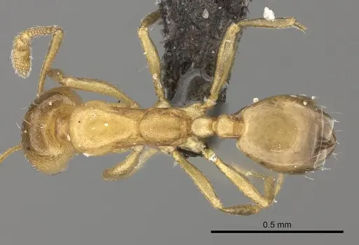Monomorium termitarium specimen CASENT0235930 image casent0235930_1
