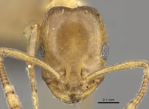 Monomorium termitarium specimen CASENT0235930 image casent0235930_2