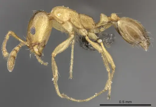 Monomorium termitarium specimen CASENT0235930 image casent0235930_3