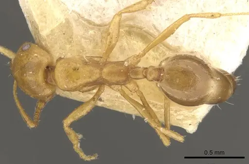 Monomorium termitarium specimen CASENT0902217 image casent0902217_1
