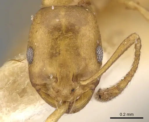 Monomorium termitarium specimen CASENT0902217 image casent0902217_2