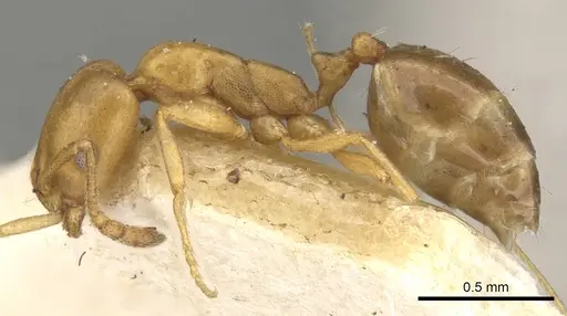 Monomorium termitarium specimen CASENT0902217 image casent0902217_3