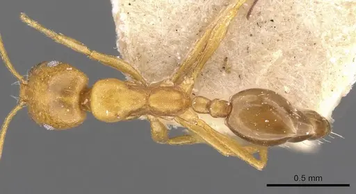 Monomorium termitarium specimen CASENT0908743 image casent0908743_1