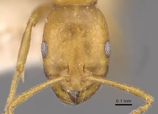 Monomorium termitarium specimen CASENT0908743 image casent0908743_2