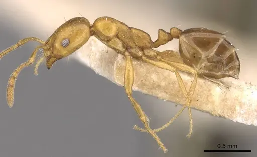 Monomorium termitarium specimen CASENT0908743 image casent0908743_3