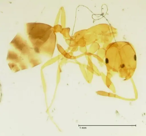 Monomorium termitarium specimen FOCOL1738 image focol1738_1