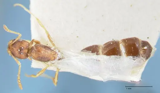 Monomorium termitarium specimen FOCOL1739 image focol1739_1