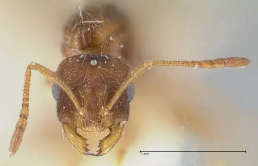 Monomorium termitarium specimen FOCOL1739 image focol1739_2