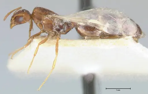 Monomorium termitarium specimen FOCOL1739 image focol1739_3