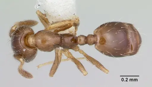 Monomorium termitobium specimen CASENT0003327 image casent0003327_1