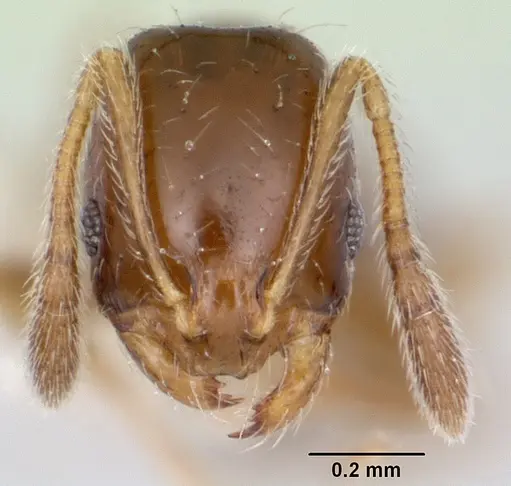 Monomorium termitobium specimen CASENT0003327 image casent0003327_2
