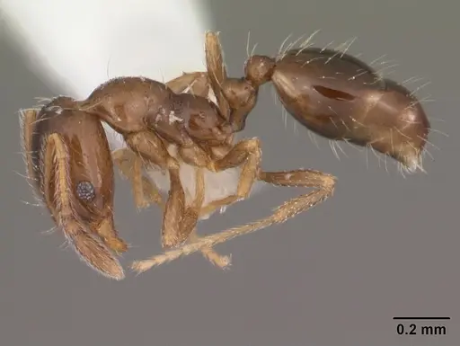 Monomorium termitobium specimen CASENT0003327 image casent0003327_3