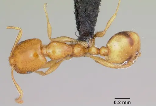 Monomorium termitobium specimen CASENT0003992 image casent0003992_1