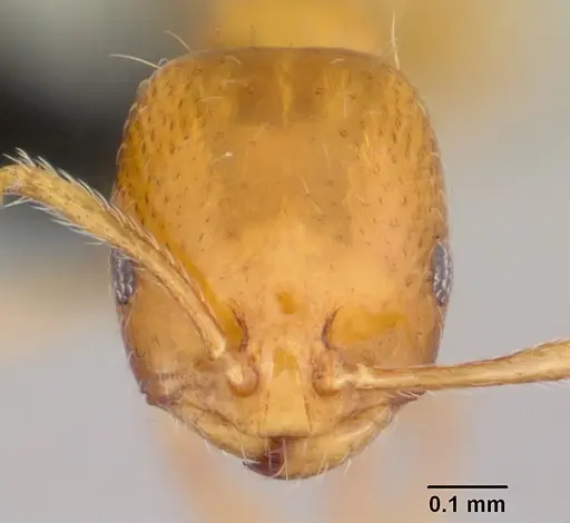 Monomorium termitobium specimen CASENT0003992 image casent0003992_2