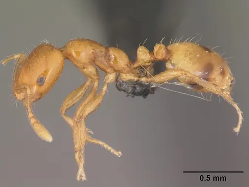 Monomorium termitobium specimen CASENT0003992 image casent0003992_3