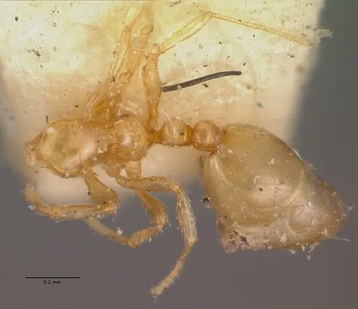 Monomorium termitobium specimen CASENT0010765 image casent0010765_1