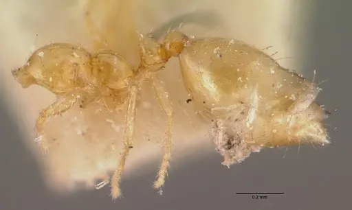 Monomorium termitobium specimen CASENT0010765 image casent0010765_3