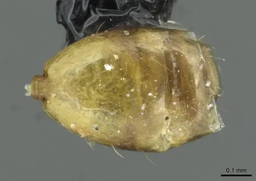 Monomorium termitobium specimen CASENT0010882 image casent0010882_1