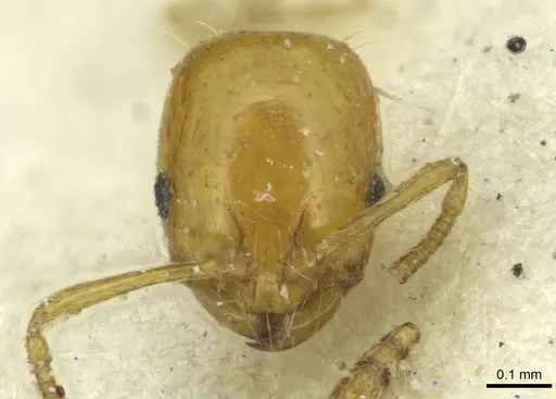 Monomorium termitobium specimen CASENT0010882 image casent0010882_2